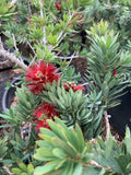 Dwarf Bottlebrush Plant 6" Pot Callistemon 'Little John' Live Shrub for Small Gardens and Containers