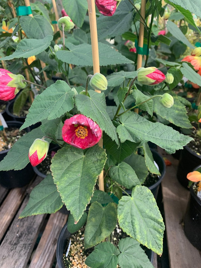 Abutilon Hybridum Plant – 1 Gallon Pot Tropic Rose Flowering Shrub for Garden & Indoor