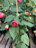 Abutilon Tropic Rose Plant – 1 Foot Tall in 6" Pot – Flowering Indoor Outdoor Abutilon Hybrid