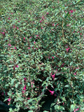 Fuchsia thymifolia ‘variegata’ Live Plant in 6” Pot, Variegated Fuchsia, Partial Shade, Summer to Fall Bloomer