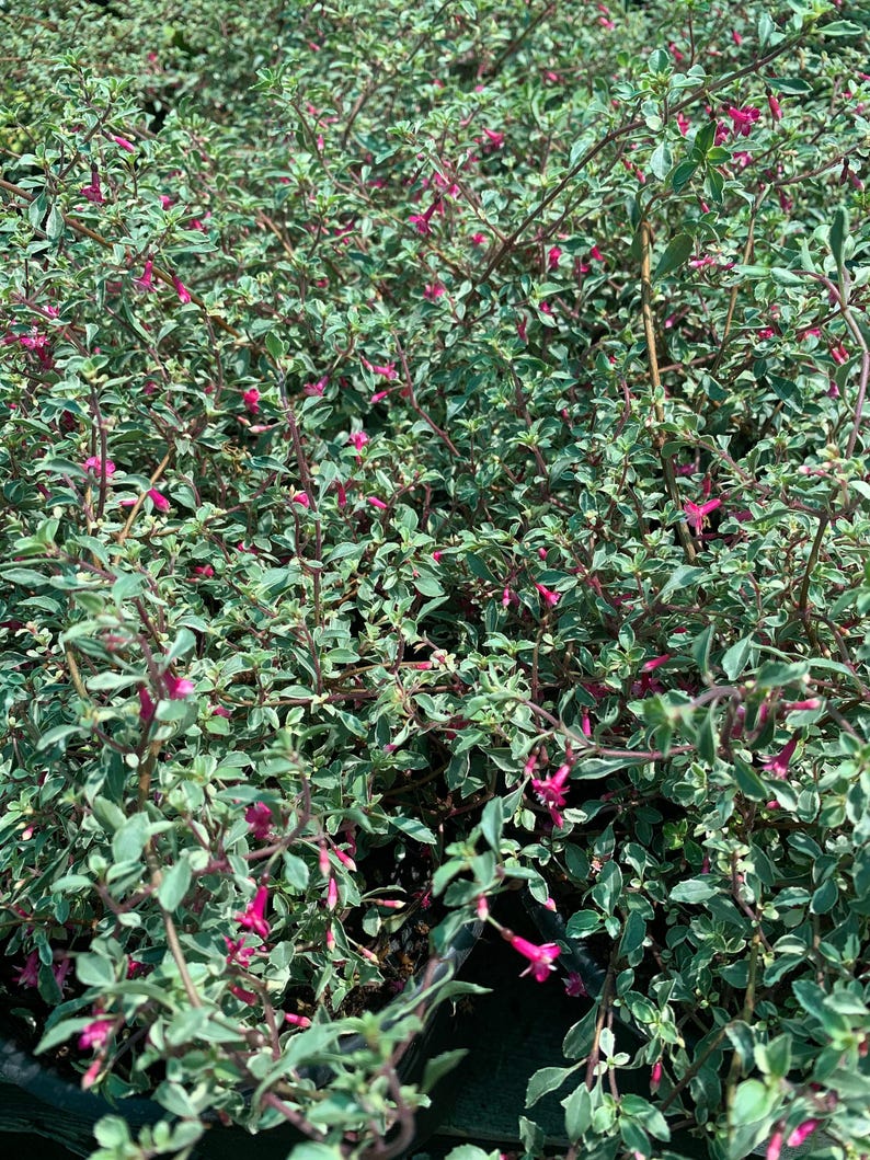 Fuchsia thymifolia ‘variegata’ Live Plant in 6” Pot, Variegated Fuchsia, Partial Shade, Summer to Fall Bloomer