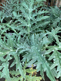Greenglobe Artichoke Live Plant - 4" Starter in 3" Pot - Cynara scolymus - Edible Garden, Container Plant, Perennial