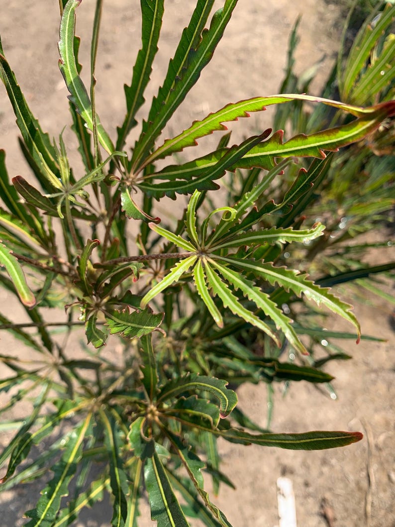 False Aralia Plant - 4" Pot - Aralia elegantissima with Dark Green Foliage - Indoor Houseplant for Air Purification