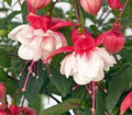 Fuchsia Swingtime Live Plant in 6" Pot – Vibrant Pink Flowers, Hardy Fuchsia hybrida for Hanging Baskets & Containers