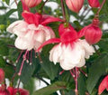 Fuchsia Swingtime Live Plant in 6-Inch Pot – Vibrant Pink and Purple Flowers, Fuchsia x hybrida, Pollinator Attracting