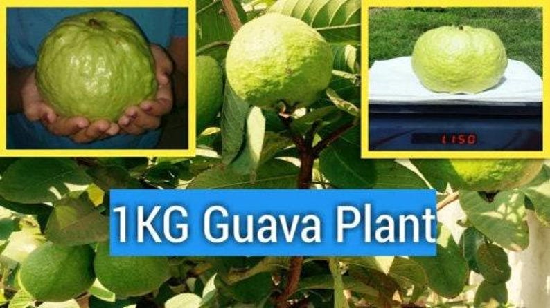 Kilo Guava Tree 2 Feet Tall in 1-Gallon Pot, Psidium guajava, Air-Layered, Fruit Tree for Small Gardens & Patios
