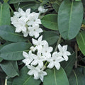 Madagascar Jasmine Plant 3-Gallon Stephanotis Floribunda Fragrant Climbing Vine for Garden & Indoor