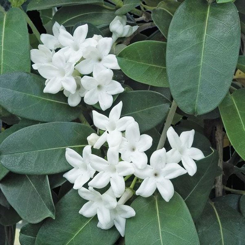 Madagascar Jasmine Plant 3-Gallon Stephanotis Floribunda Fragrant Climbing Vine for Garden & Indoor