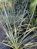 Dasylirion wheeleri Live Plant in 6” Pot, Desert Spoon, Green Foliage, Drought-Tolerant, Xeriscape, Rock Garden Plant