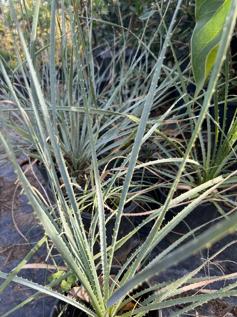 Dasylirion wheeleri Live Plant in 6” Pot, Desert Spoon, Green Foliage, Drought-Tolerant, Xeriscape, Rock Garden Plant
