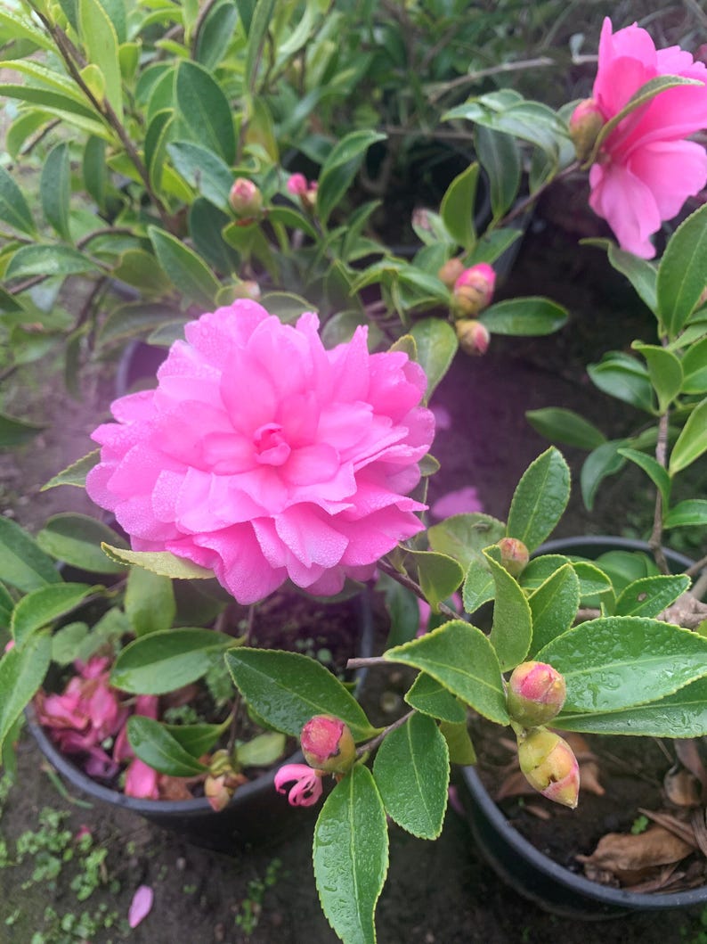 Camellia sasanqua ‘Chansonette’ Live Plant in 6” Pot – Flowering Evergreen Shrub for Garden or Container