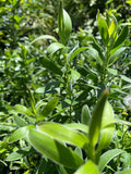 Leucadendron Safari Gold-Strike Live Plant in 6” Pot - Bright Yellow Foliage, Drought Tolerant, Indoor or Garden, Leucadendron salignum