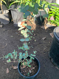 Eucalyptus Silver Drop Plant - 6-Inch Pot - Eucalyptus polyanthemos - Indoor Outdoor Decorative Foliage