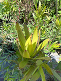 Leucadendron Rising Sun Plant 1ft in 6” Pot - Compact Evergreen Shrub with Red Bracts - Leucadendron salignum