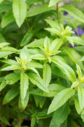 Lemon Verbena Plant in 6" Pot - Aromatic Herb Aloysia triphylla for Gardens & Indoor Use