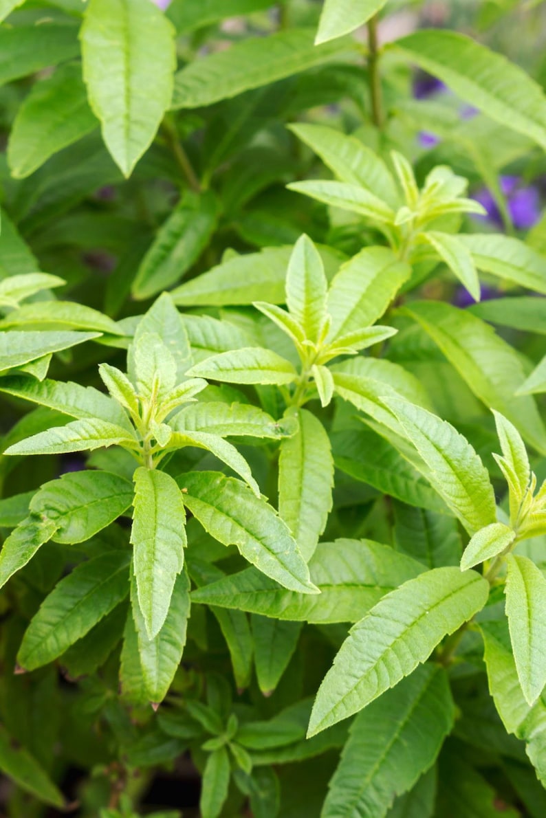 Lemon Verbena Plant in 6" Pot - Aromatic Herb Aloysia triphylla for Gardens & Indoor Use
