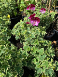 Pelargonium Oldbury Duet Live Plant in 1-Gallon Pot – Full Sun to Part Shade, Vibrant Blooms, Drought Tolerant