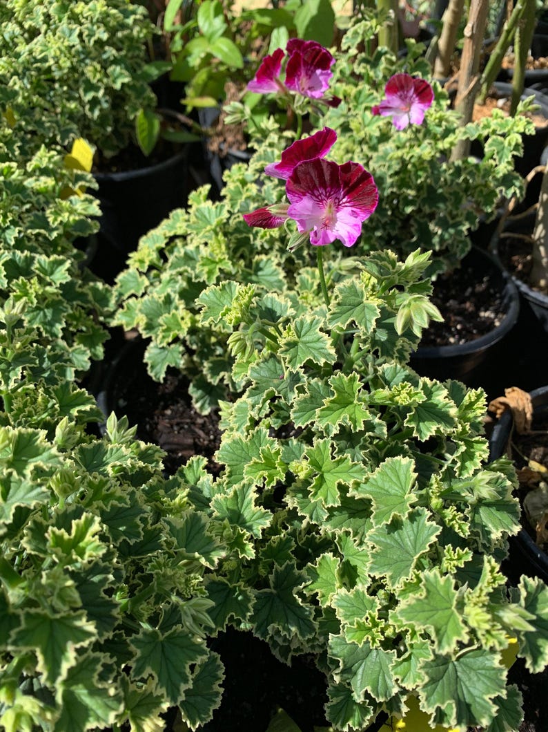 Pelargonium Oldbury Duet Live Plant in 1-Gallon Pot – Full Sun to Part Shade, Vibrant Blooms, Drought Tolerant