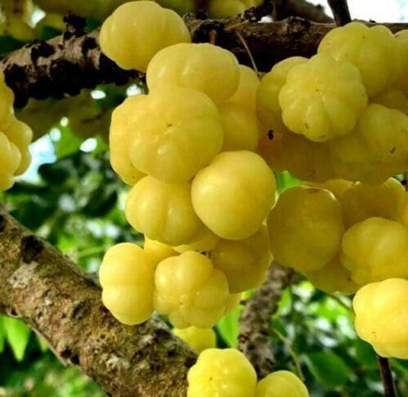 Tropical Gooseberry Plant 6" Pot - Chùm Ru?t - Edible Fruit Plant - Physalis angulata - Exotic Garden & Indoor Plant