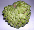 Atemoya Fruit Tree Live Plant 1 Gal Pot Geffner Variety Annona squamosa x cherimola Tropical Garden