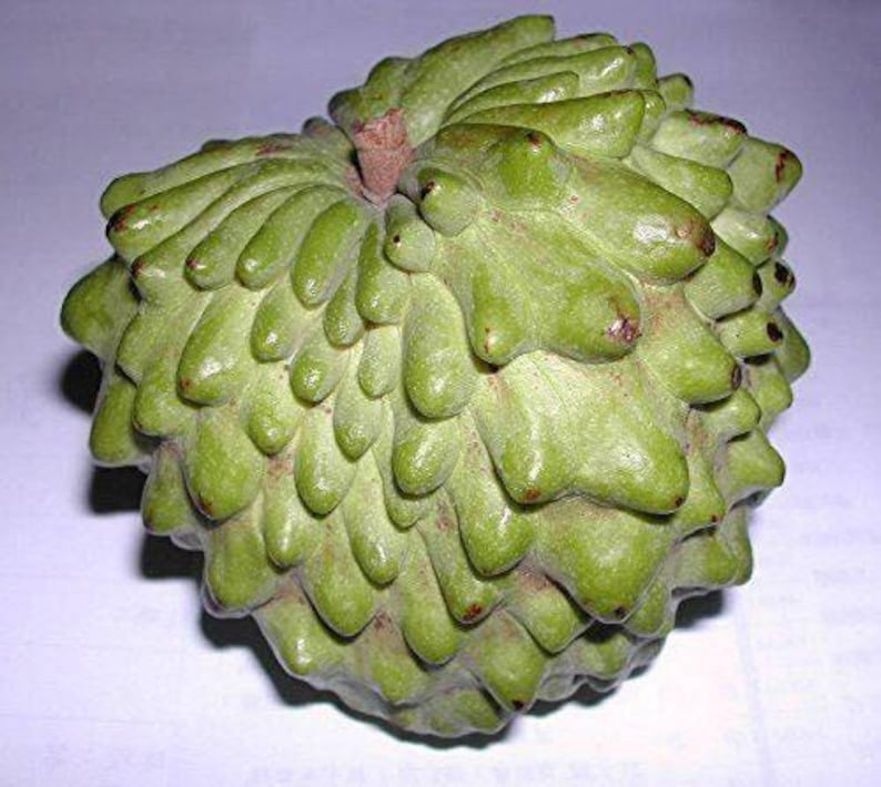 Atemoya Fruit Tree Live Plant 1 Gal Pot Geffner Variety Annona squamosa x cherimola Tropical Garden