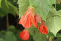 Abutilon ‘Christina’ Live Plant – Flowering Maple, Indoor/Outdoor Garden Decor, 1-2 ft, 6-Inch Pot, Abutilon hybridum