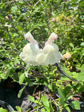 Salvia Plant 6-Inch Pot Glimmer Cream Flowers Salvia microphylla x greggii Live Plant