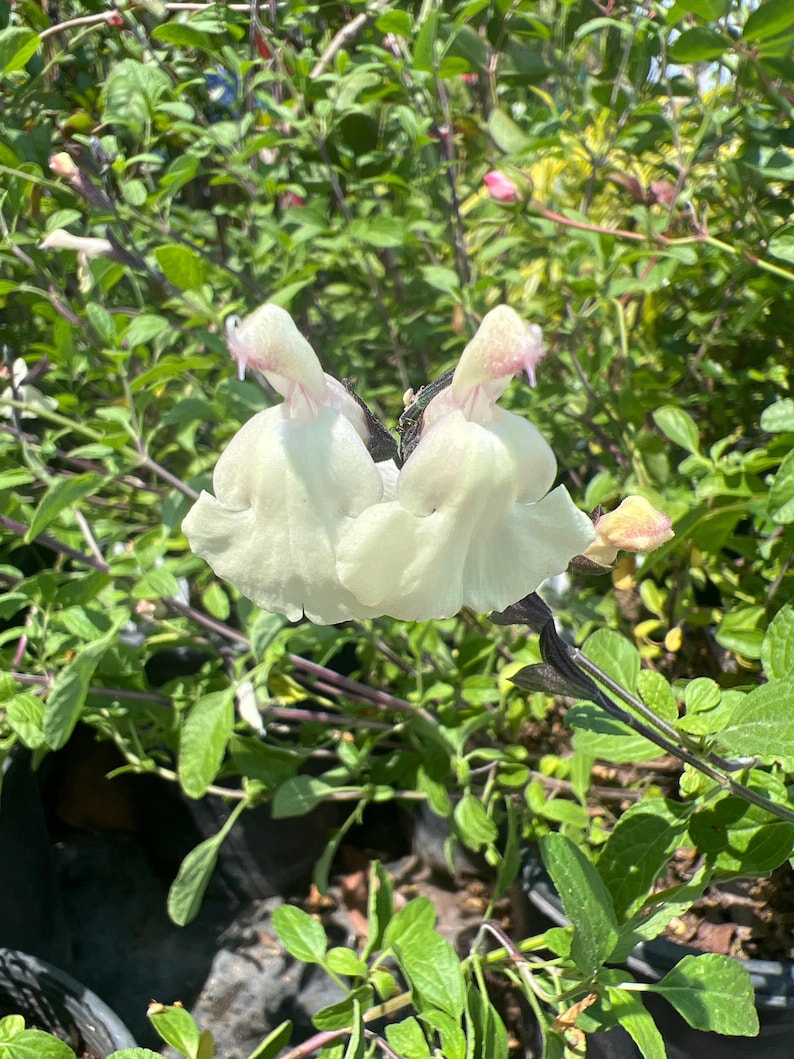Salvia Plant 6-Inch Pot Glimmer Cream Flowers Salvia microphylla x greggii Live Plant