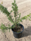 Grevillea 'Pink Pearl' Live Plant – 1ft Tall in 1-Gallon Pot with Curly Pink Flowers, Full Sun Tolerant, Drought-Resistant Shrub