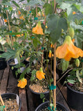 Abutilon 'Frieda' Plant in 1 Gallon Pot | Flowering Maple | Indoor Outdoor Decorative Shrub
