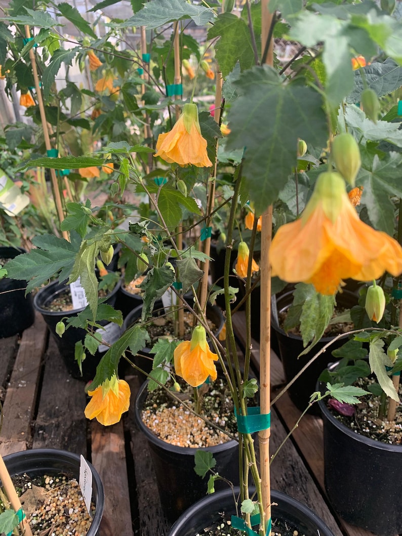 Abutilon 'Frieda' Plant in 1 Gallon Pot | Flowering Maple | Indoor Outdoor Decorative Shrub