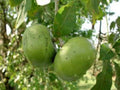 Black Sapote Plant - Grafted Tropical Tree in 3-Gallon Pot - Diospyros digyna - Edible Chocolate Pudding Fruit