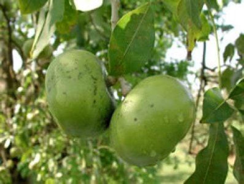 Black Sapote Plant - Grafted Tropical Tree in 3-Gallon Pot - Diospyros digyna - Edible Chocolate Pudding Fruit