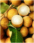 Kohala Longan Air Layered Tree - Live Plant in 3-Gallon Pot - Dimocarpus longan - Aromatic Sweet Fruit - Tropical Garden Plant