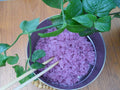 Magenta Leaf Plant in 6" Pot, Peristrophe roxburghiana, Edible Foliage for Cooking, Fast Growing Indoor Outdoor Herb