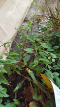 Fo Ti Starter Plant 3-Inch Pot Polygonum multiflorum Live Green Foliage Indoor Outdoor