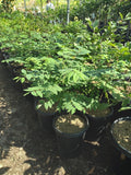 Tropical Gooseberry Plant - 3-Gallon Pot - Amla Berry (Indian Gooseberry) - Emblica Officinalis - Shrub with Sturdy Trunk