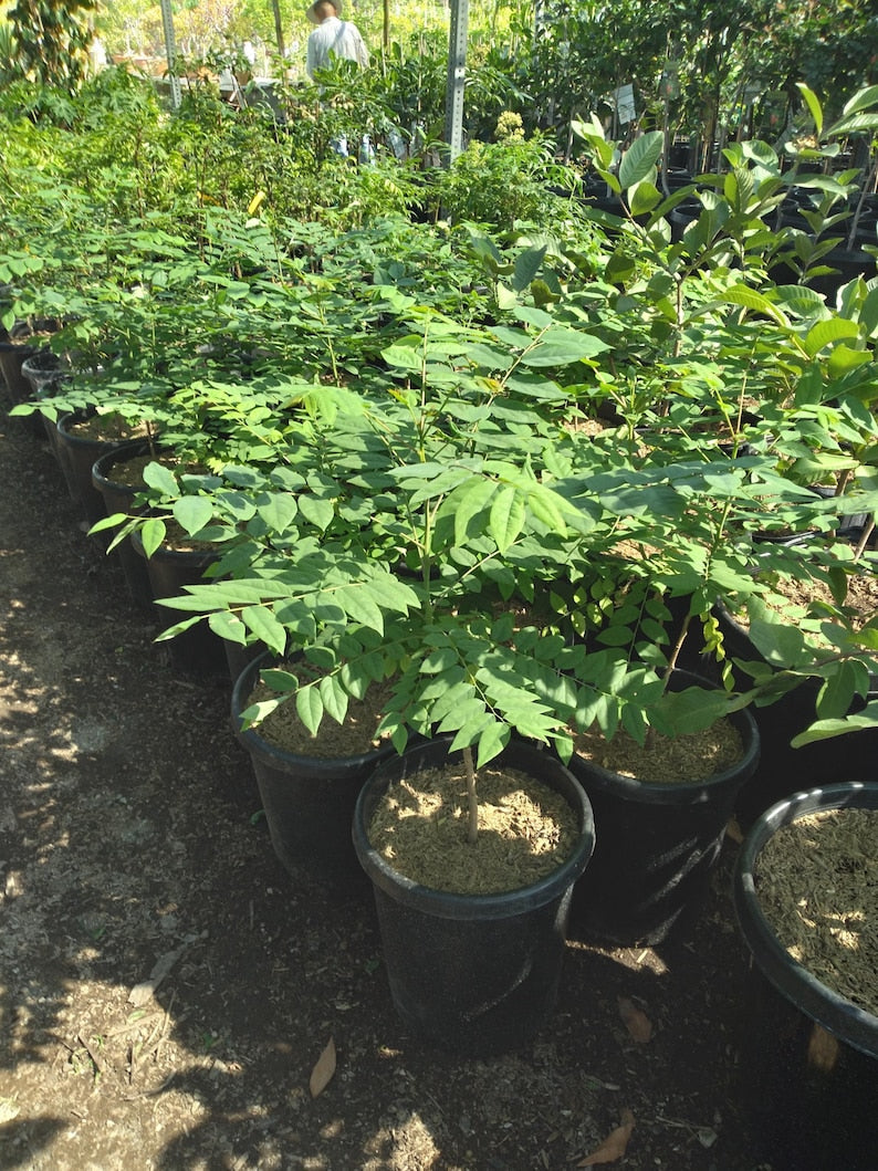Tropical Gooseberry Plant - 3-Gallon Pot - Amla Berry (Indian Gooseberry) - Emblica Officinalis - Shrub with Sturdy Trunk