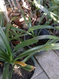 Clivia Miniata 'Solomone' Live Plant in 1-Gallon Pot, Yellow Clivia, Tropical Flowering Plant with Bold Leaves