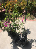 Bougainvillea Live Plant in 6" Pot - Purple Flowers, Climbing, Bougainvillea spectabilis