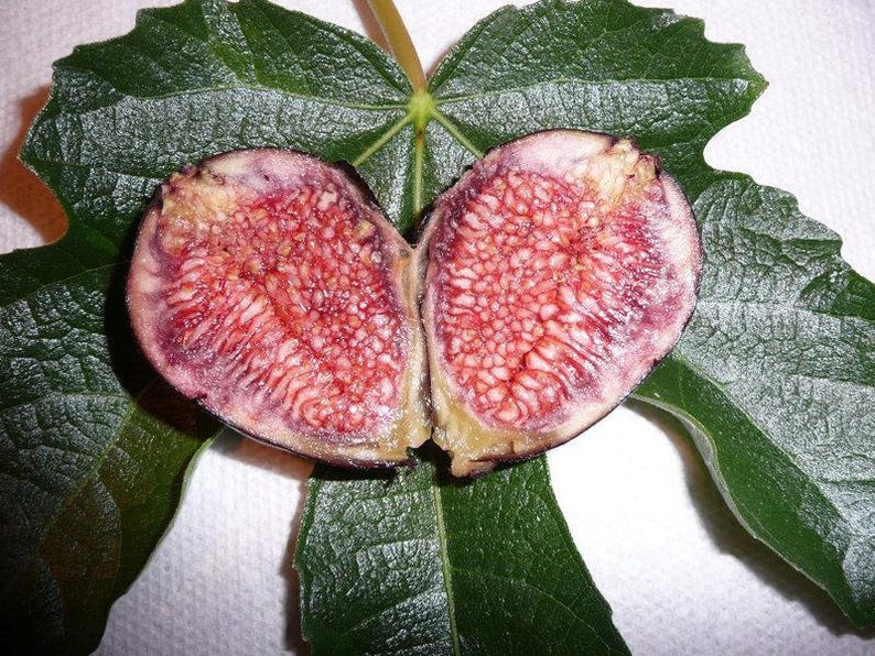 Fig Plant - 3-Gallon Pot - Violeta de Bordeaux Ficus carica with Purple-Black Sweet Figs