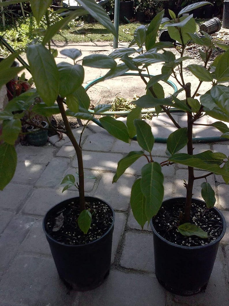 Ficus racemosa Plant – 1 Foot Cluster Fig Tree in 1-Gallon Pot – Indoor & Outdoor Tree – Low Maintenance, Drought Tolerant
