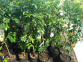 Carambola Star Fruit Tree 3-Gallon Pot, Kari Variety, Sweet Citrus Flavor, Tropical Fruit Plant, Averrhoa carambola