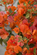 Bougainvillea Plant 1-2 Feet Tall Orange King in 3-Gallon Pot, Tropical Flowering Vine, Bougainvillea spectabilis