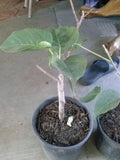 Bodhi Plant in 6-Inch Pot | Ficus Religiosa Sacred Fig Tree for Bonsai & Meditation | Live Rare Indoor Plant