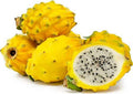 Yellow Dragon Fruit Plant in 6" Pot - Hylocereus megalanthus - Live Indoor or Garden Plant