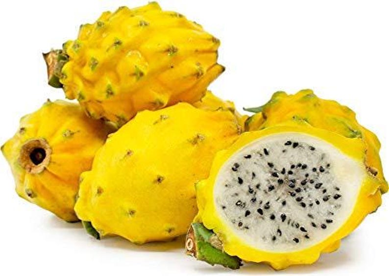 Yellow Dragon Fruit Plant in 6" Pot - Hylocereus megalanthus - Live Indoor or Garden Plant