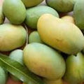 Mallika Mango Tree Live Plant – Grafted, Disease-Resistant, Mangifera indica, 1-2 ft, in 3-Gallon Pot
