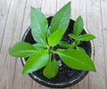 Longevity Spinach Plant in 3" Pot | Gynura Procumbens | Live Indoor/Outdoor Herb with Lush Green Foliage