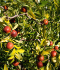 Contorted Jujube Tree Grafted 3-Gallon Pot Edible Fruit Ornamental Twisted Branches Ziziphus jujuba
